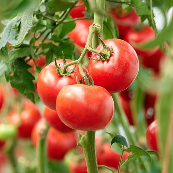 Tomate population /kg