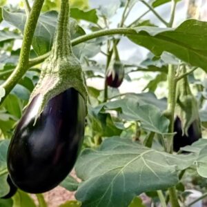 Aubergine /kg