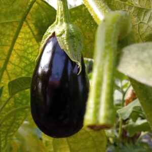 Aubergine /kg