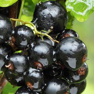 Cassis (barquette 280 g)