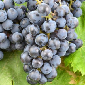 Raisin noir /kg