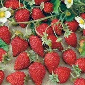 Fraises des bois (barquette 110g)