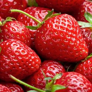 Fraises (barquette 450g)