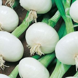 Oignons blancs /kg
