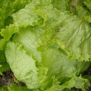 Laitue batavia /pièce (~300g)