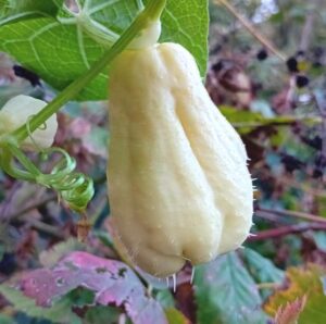 Chayotte blanche /kg