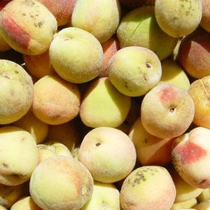Pêche de vigne/kg