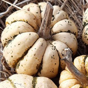 Courge patidou/kg